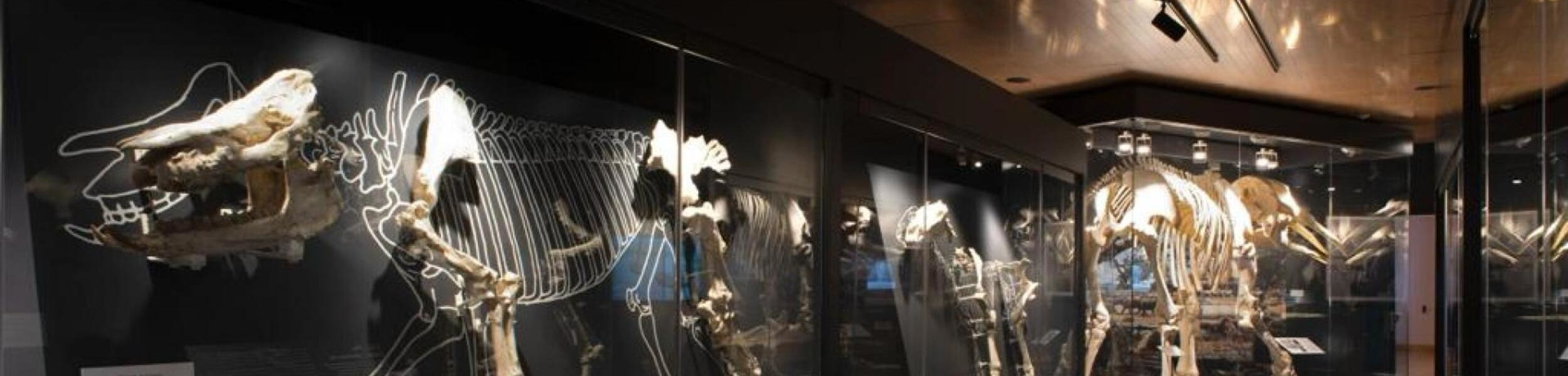 Exposición en el MARPA