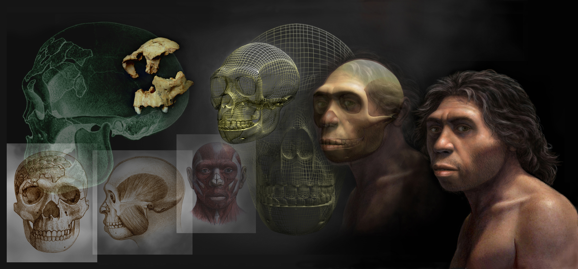 Homo antecessor