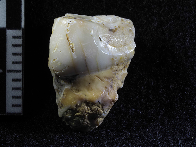 Fósil hominino más antiguo de la Comunidad de Madrid