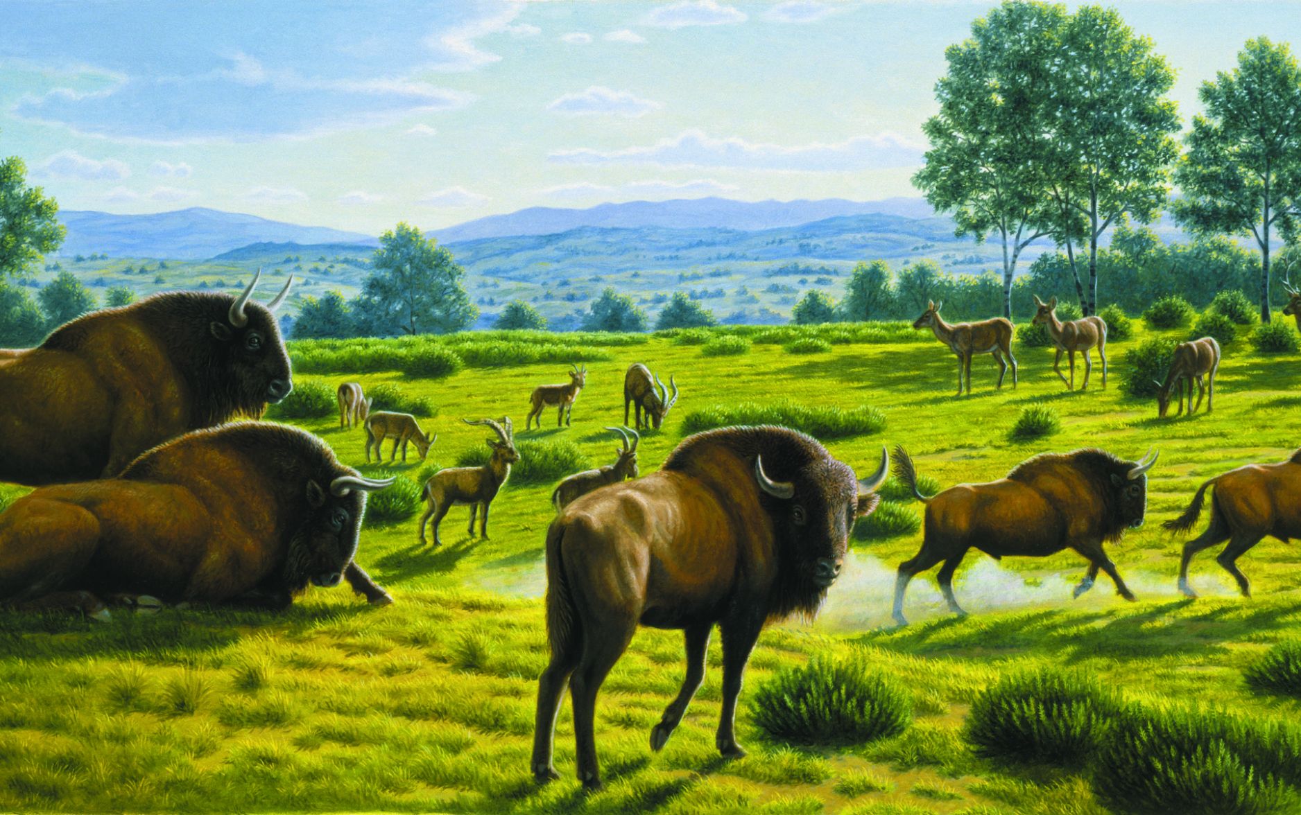 Paisaje bisontes Altamira, obra de Mauricio Antón, expuesta en el Museo de Altamira