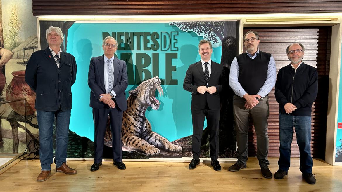 El museo Arqueológico y Paleontológico de la Comunidad de Madrid inaugura su exposición sobre los félidos Dientes de Sable