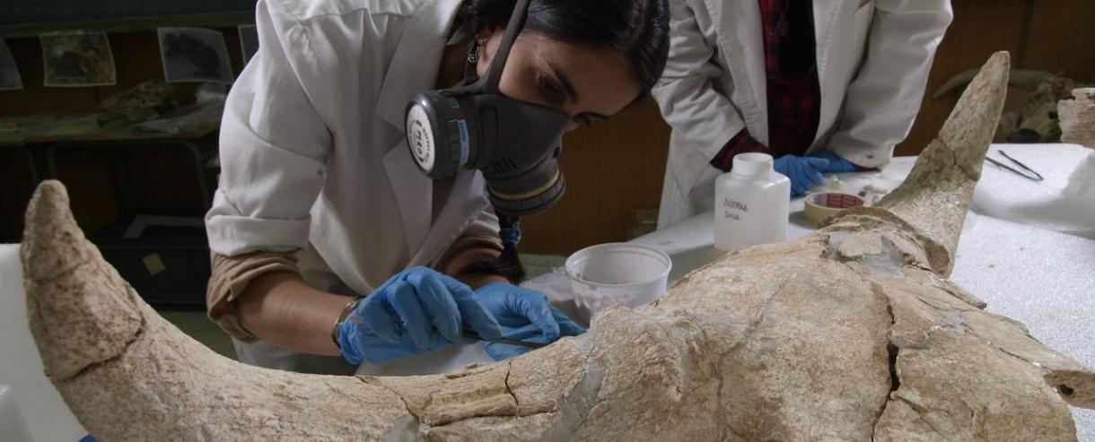 Laboratorio cráneo bisonte