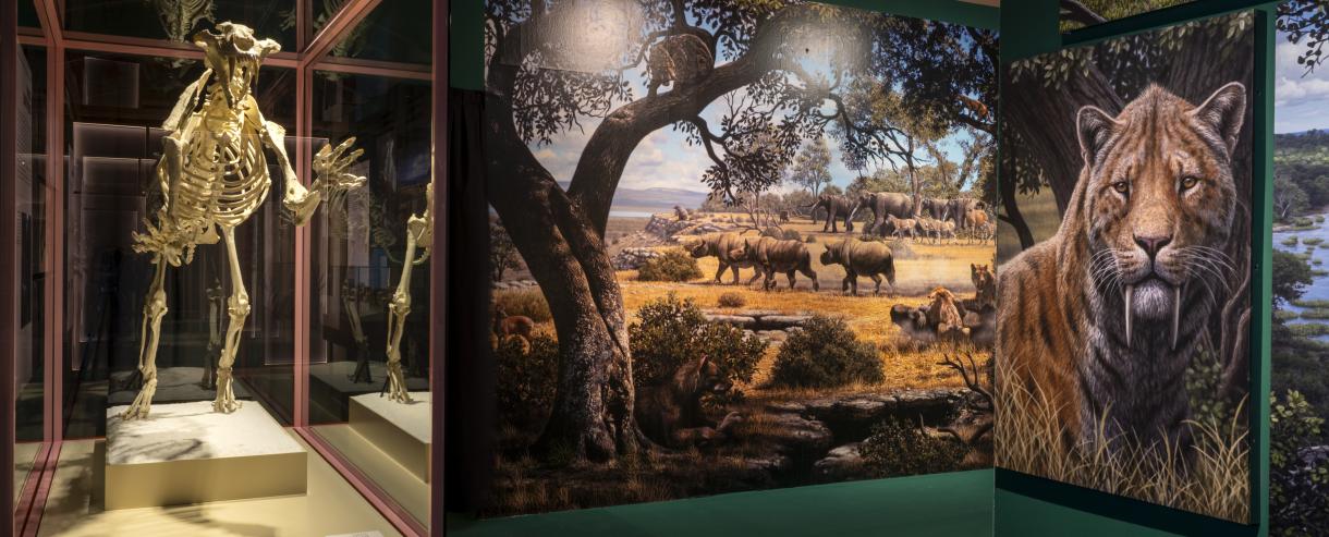Exposición temporal "Dientes de sable"