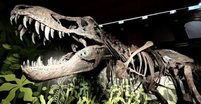 Cazadores de dragones