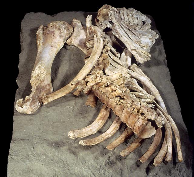 Paleoxodon antiquus (elefante antiguo)