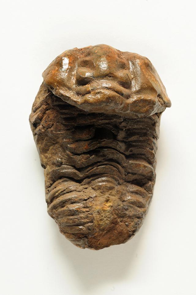 Pareja de trilobites 02