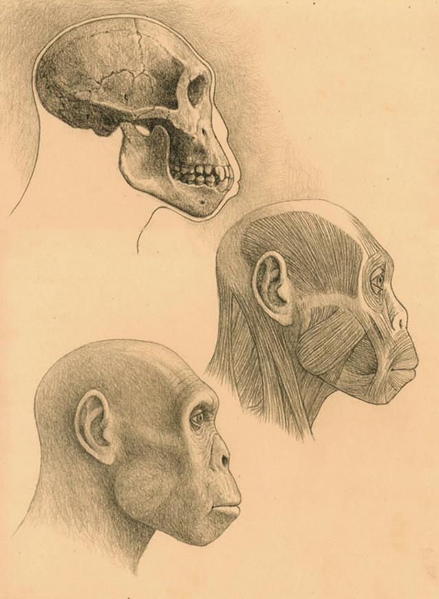 Cráneo de Dmanisi 