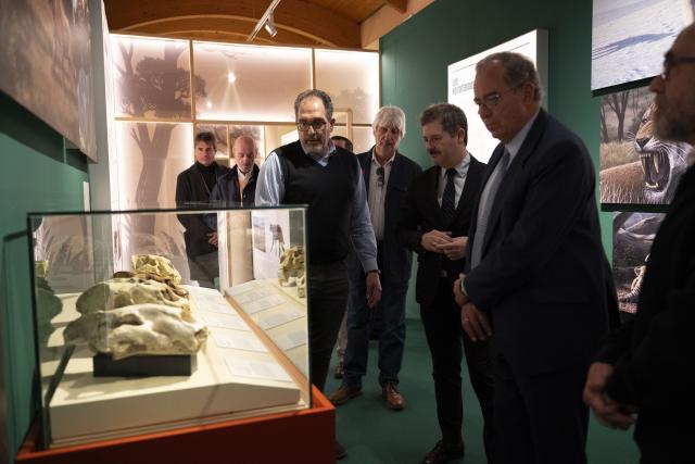Vitrina con varios cráneos de félidos con sus distintos Dientes de Sable