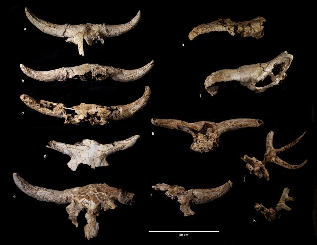 Conjunto de cráneos de animales descubiertos en Pinilla