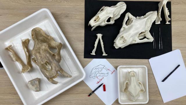 Bandejas con reproducciones de cráneos y piezas de fósiles para el taller "Dientes de Sable, Depredadores del pasado"