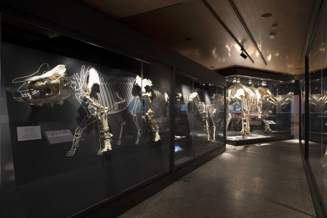Sala de Paleontología "Emiliano Aguirre"