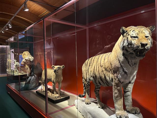 Exposición "Dientes de sable"