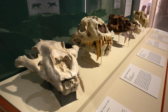 Varias réplicas de cráneos de "tigres dientes de sable"