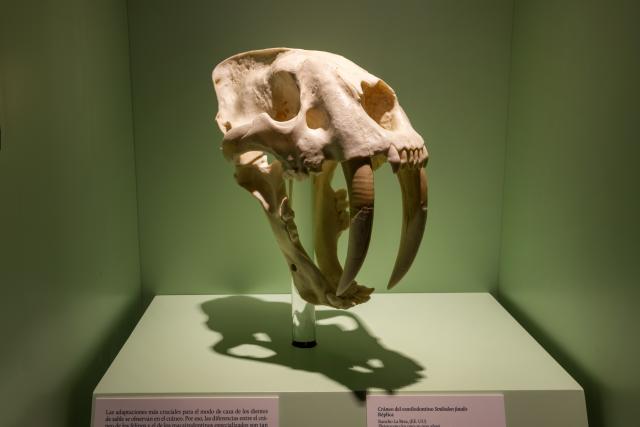 Réplica de un cráneo de "Smilodon fatalis"