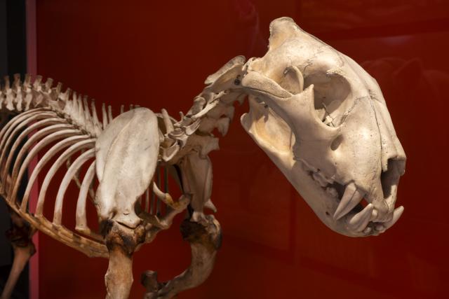 Montaje anatómico de un "tigre dientes de sable"