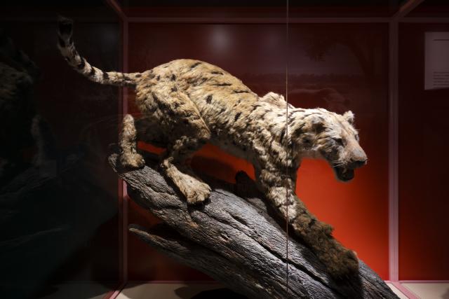 Réplica de un "tigre dientes de sable"