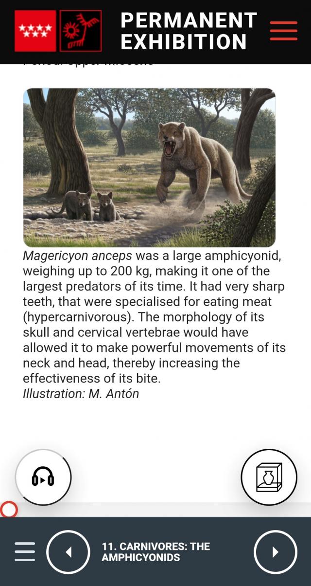 Panel 'The amphicyonids' del sistema de audioguía en inglés del museo