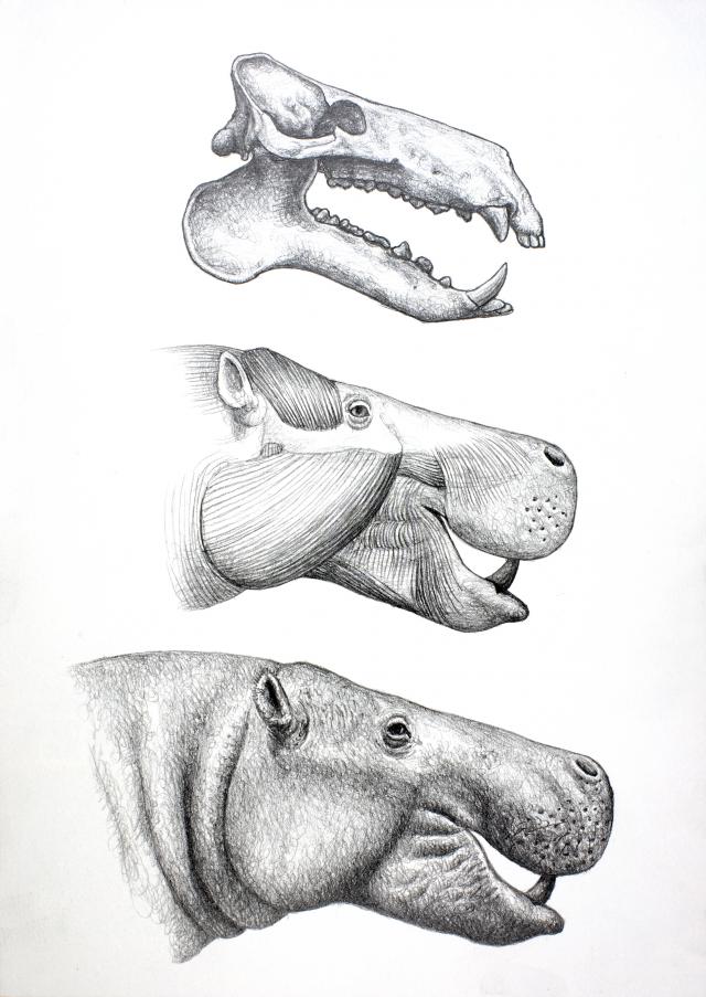 Ilustración de un ejemplar de "Hexaprotodon" 