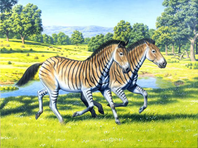Ilustración de dos ejemplares de "Hipparion"
