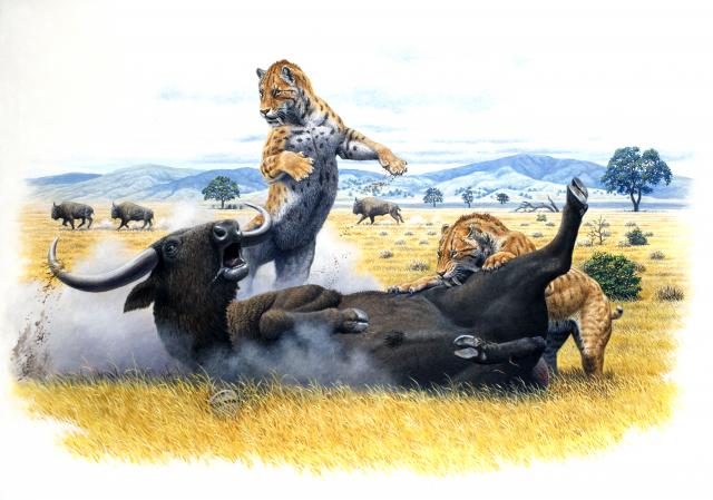 Ilustración de un ejemplar de "Smilodon" (un tigre 'dientes de sable') cazando un bisonte